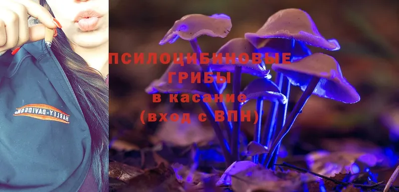 omg онион  даркнет сайт  Новопавловск  Псилоцибиновые грибы Magic Shrooms 